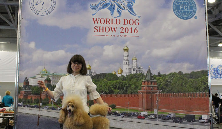 Пудели фото 10 2016-06-25 и 26 World Dog Show Moscow.