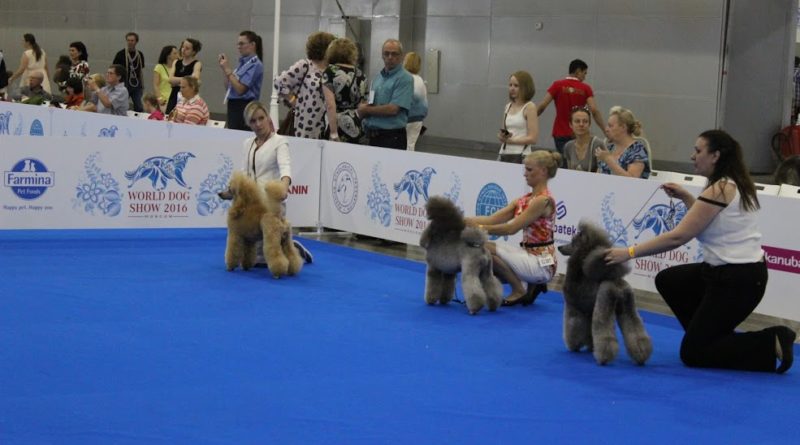 Пудели фото 5 2016-06-25 и 26 World Dog Show Moscow.