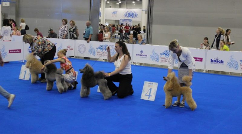 Пудели фото 8 2016-06-25 и 26 World Dog Show Moscow.