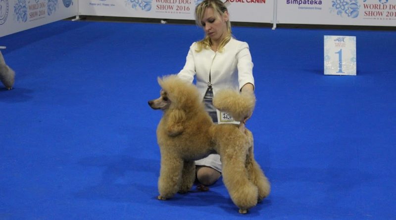 Пудели фото 16 2016-06-25 и 26 World Dog Show Moscow.
