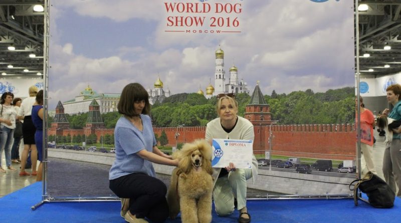 Пудели фото 18 2016-06-25 и 26 World Dog Show Moscow.