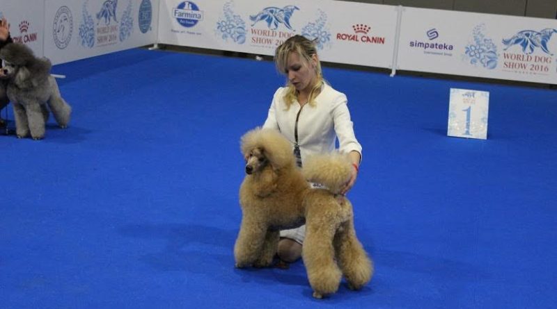 Пудели фото 21 2016-06-25 и 26 World Dog Show Moscow.